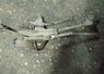 RENAULT LAGUNA 1997 … thumbnail