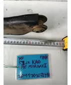 ΚΟΝΤΡΕΣ ΨΑΛΙΔΙΩΝ MAZDA … thumbnail